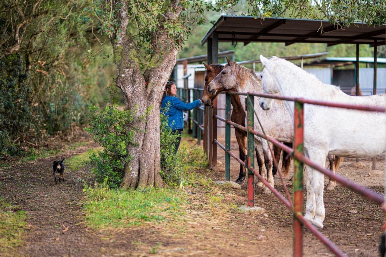 Finca Agroturismo Son Menut Felanitx Zewnętrze zdjęcie