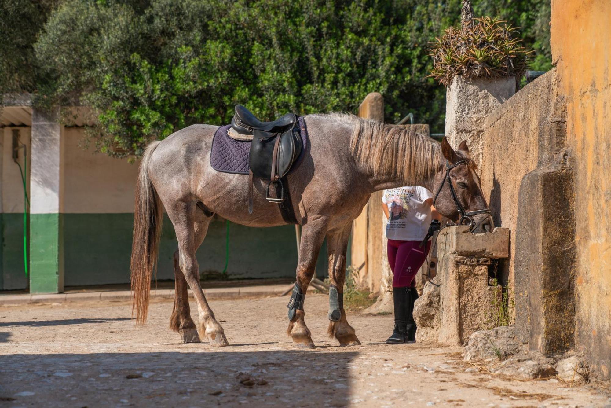 Finca Agroturismo Son Menut Felanitx Zewnętrze zdjęcie